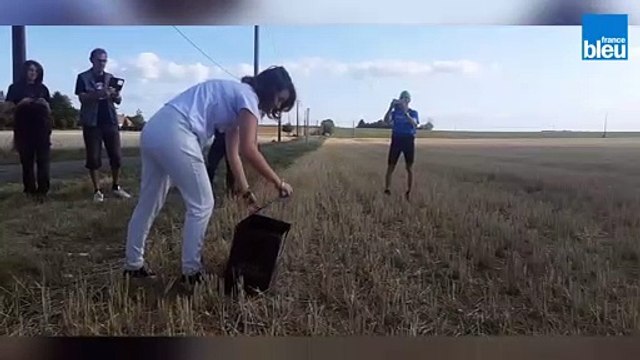Un busard cendré reprend sa liberté dans l'Indre