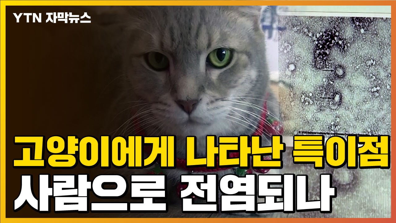[자막뉴스] 中 우한에서 고양이 검사하자...15%에게 나온 특이점 / YTN
