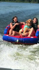 Golden Retriever Goes for a Ride on the River