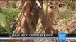 Cultivos afectados en Boyacá por temperaturas extremas