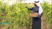 Au Moyen-Orient et en Afrique du nord, la technologie façonne le futur de l'agriculture