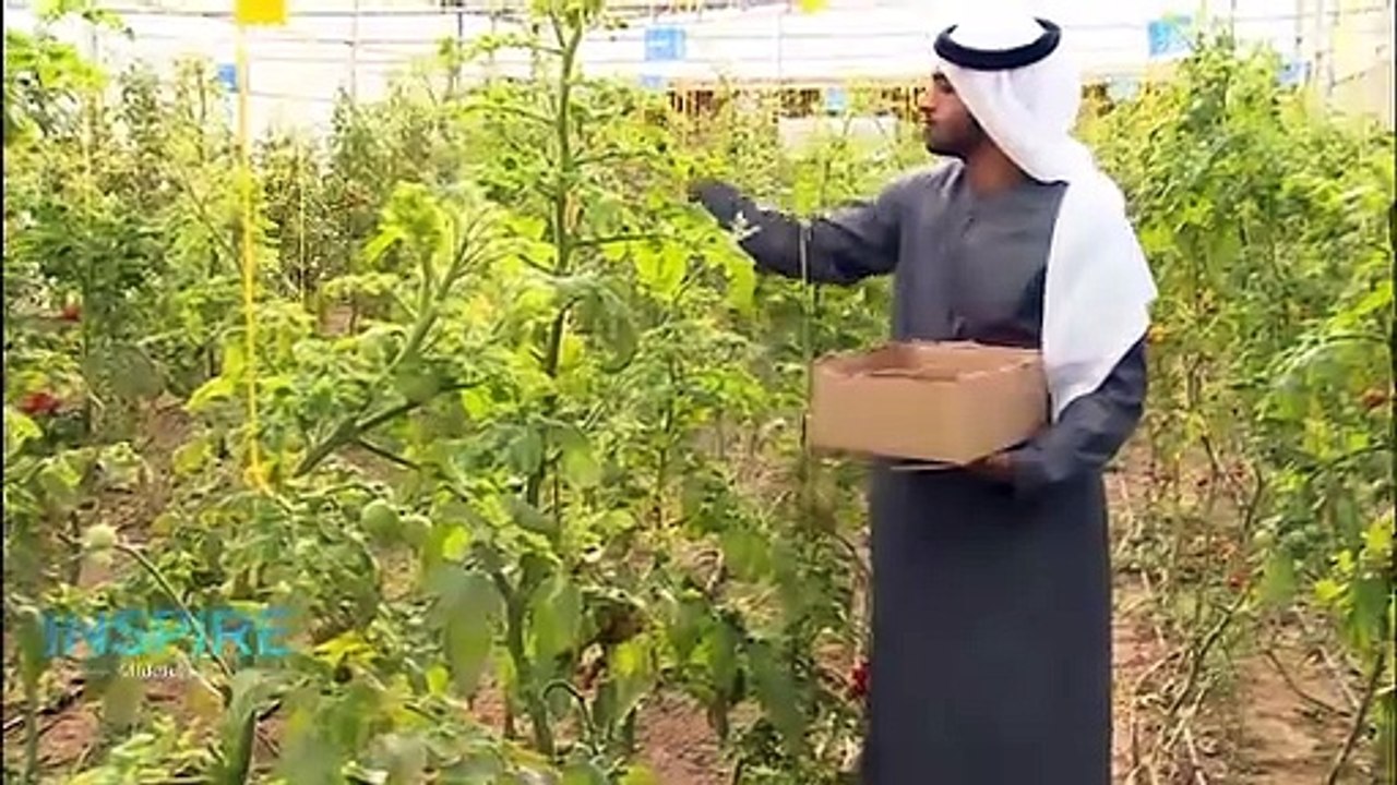 The UAE’s sustainable food plan involves growing rice & developing ‘soil’