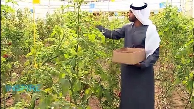 The UAE’s sustainable food plan involves growing rice & developing ‘soil’