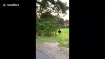 Woman on rollerblades races her horse behind sunset