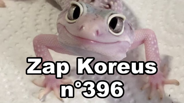 Zap Koreus n° 396
