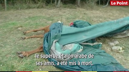 Animaux mutilés : 50 ans de précédents et de spéculations