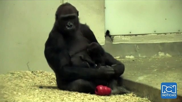 Nacimiento de bebé gorila tiene 'encantados' a los visitantes del zoológico de Denver