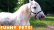 Funniest Pets & Animals of the Week Compilation May 2018 _ Hilarious Try Not to Laugh Animals Fail