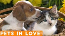 Cutest Pets in Love Compilation of 2018 _ Funny Pet Videos