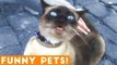 Funniest Pets & Animals of the Week Compilation May 2018 _ Hilarious Try Not to Laugh Animals Fail