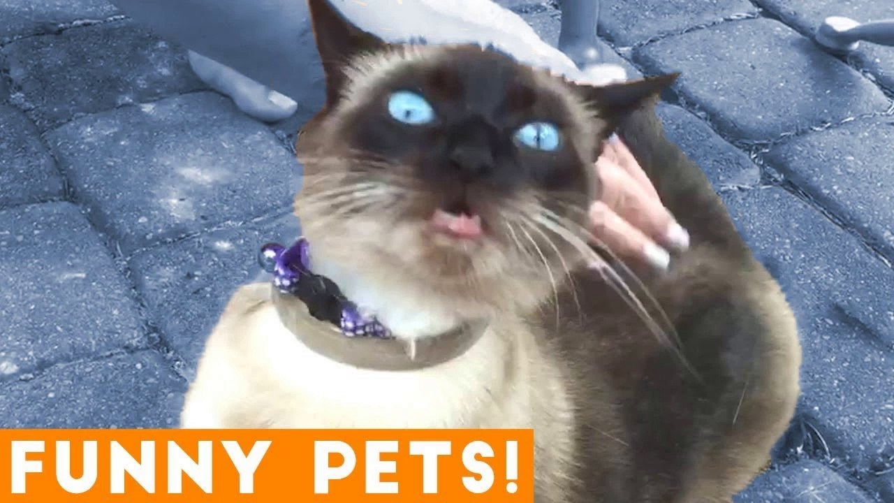 Funniest Pets & Animals of the Week Compilation May 2018 _ Hilarious Try Not to Laugh Animals Fail