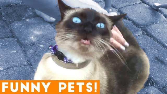 Funniest Pets & Animals of the Week Compilation May 2018 _ Hilarious Try Not to Laugh Animals Fail
