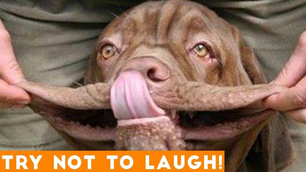 Try Not To Laugh Funniest Animal Compilation 2018 _ Funny Pet Videos