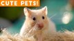 Cutest Pets of the Week Compilation May 2018 _ Funny Pet Videos