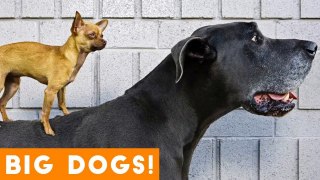 Ultimate Big Dog Compilation May 2018 _ Funny Pet Videos