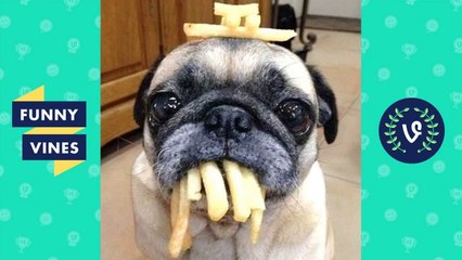 Adorable Pug Compilation - Cute Dog Videos _ Funny Vines