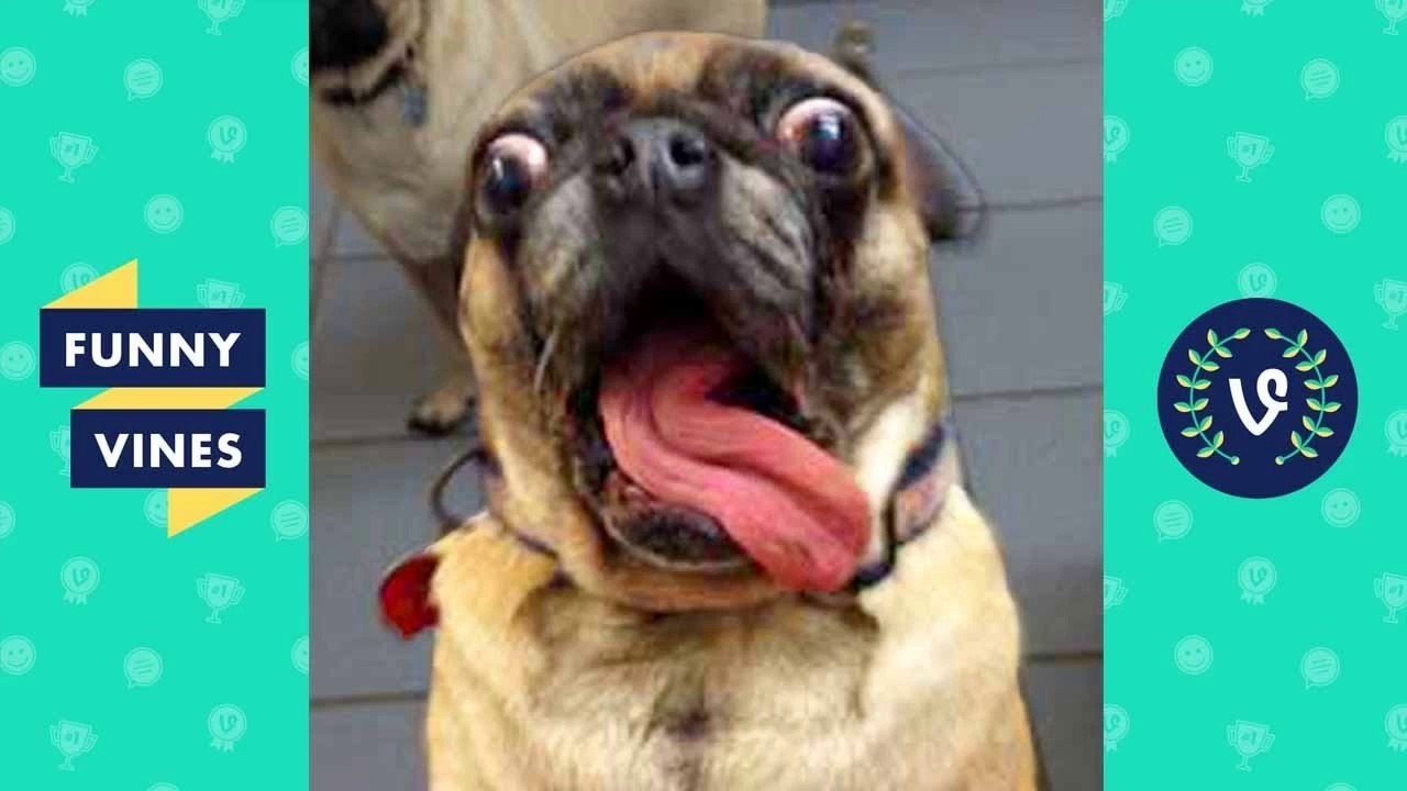TRY NOT TO LAUGH or GRIN - Funny Animals Vines Compilation 2017 _ Funny Vines