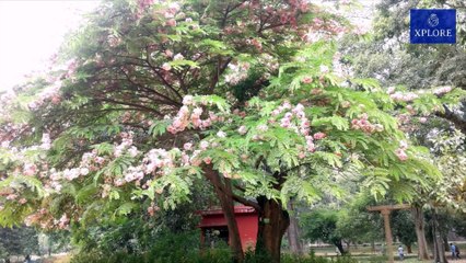 Lalbagh Botanical Garden