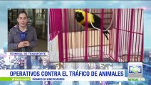 Policía adelanta operativos contra el tráfico de animales en terminales y aeropuertos