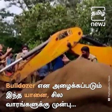 Another Elephant Succumbs To Blast Wounds In Kerala - Tamil Nadu Forest