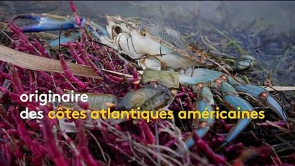 Méditerranée : un crabe à pinces bleues désespère les pêcheurs