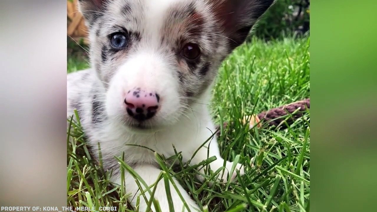 ¡Así Es Como Se Ven los Cachorros de Diferentes Razas de Perros!