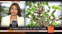 Caficultores del Tolima denuncian que la cosecha de café se perdió