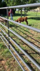 Norman the Calf and Donkey Meeting