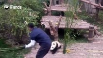 Tierno panda se rehúsa a alejarse de su cuidador
