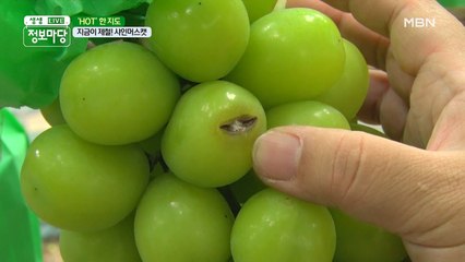 상처가 난 샤인머스캣의 낱알! 버리지 마세요 내 뱃속으로 양보하세요 ]_[