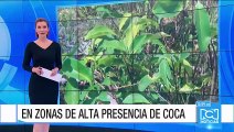 55.000 familias se acogieron a la sustitución voluntaria de cultivos ilícitos