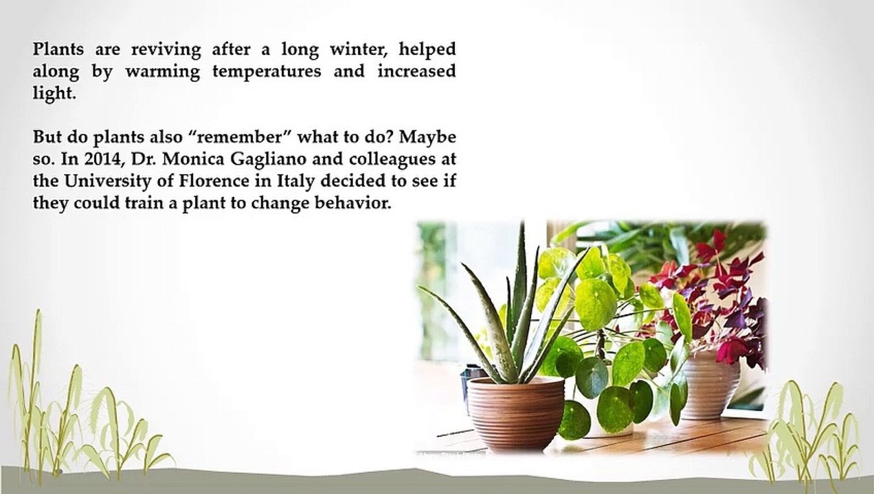 Plants can learn and remember.