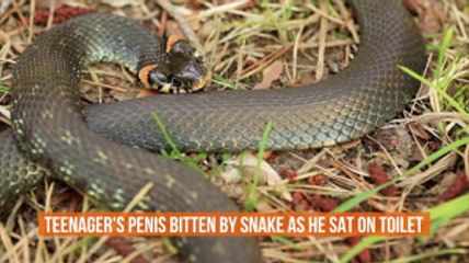 The Scariest Snake Bite Ever