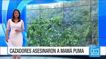 Autoridades rescatan en Huila a dos bebés puma huérfanos