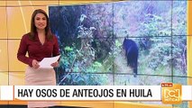 En un parque natural de Huila fue visto un oso de anteojos