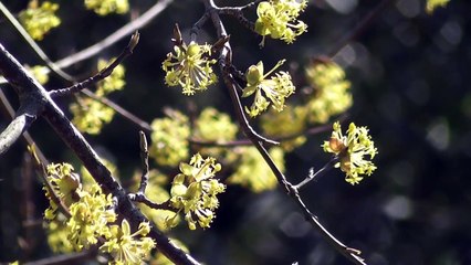 Kesadaran Diri Musik Penyembuhan Relaksasi Menuju Alam Mimpi