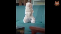 06 Trate de no reírse - Videos divertidos de gatos y perros