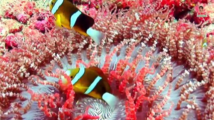 03 Underwater footage | Life underwater | Underwater World | Rare & Colorful Sea Life