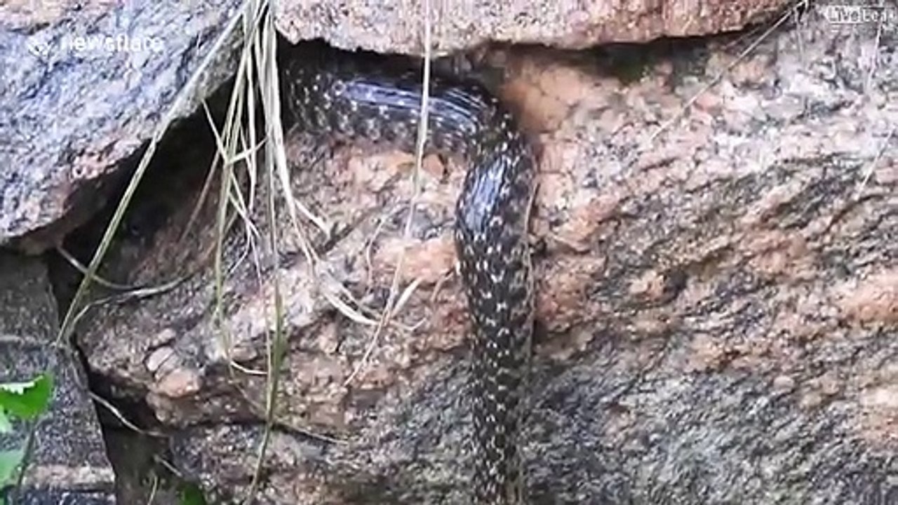 Tir à la corde façon serpent... Qui aura le poisson???