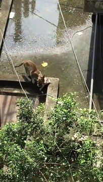 Cette maman chat fait un saut impressionnant avec son petit dans la gueule