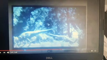 Walking With Dinosaurs Big Al Hunting Dryosaurus Subtitles US On From Riley Gross