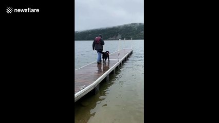 Hilarious moment Newfoundland dog is too excited and falls in water