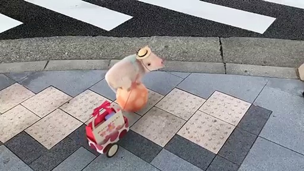 Cerdito en bola