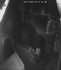 CCTV Catches Driver Hitting Calf and it Lives