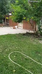 Three-Legged Dog Opens Gate with its Head