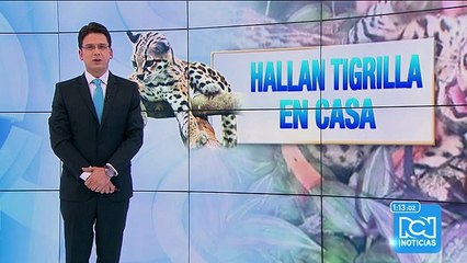 Llevan a rehabilitación a tigrilla encontrada en pésimas condiciones en Bucaramanga