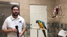 Proper Way to Spray Mist Your Parrot