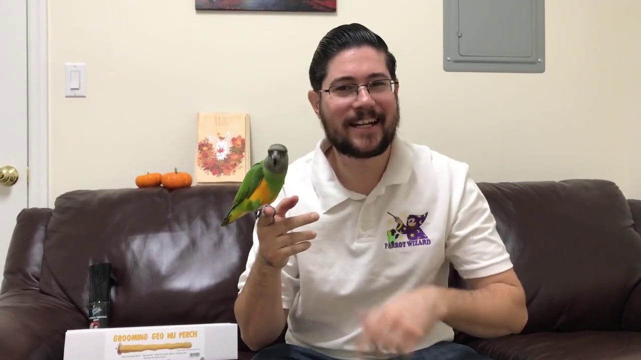 Proper Use of Parrot Grooming Perches