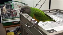 5 Things You Can Do to Improve Your Parrot's Behavior