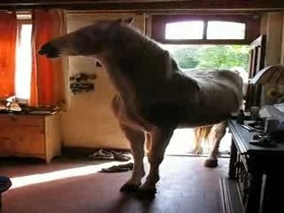 MORITO DANS LA MAISON